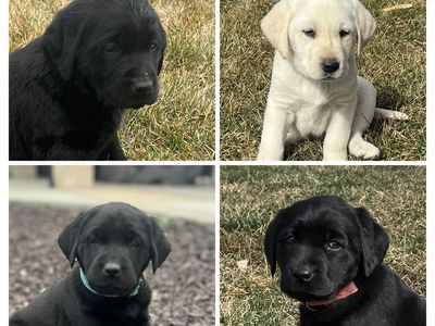 10 AKC Lab Puppies