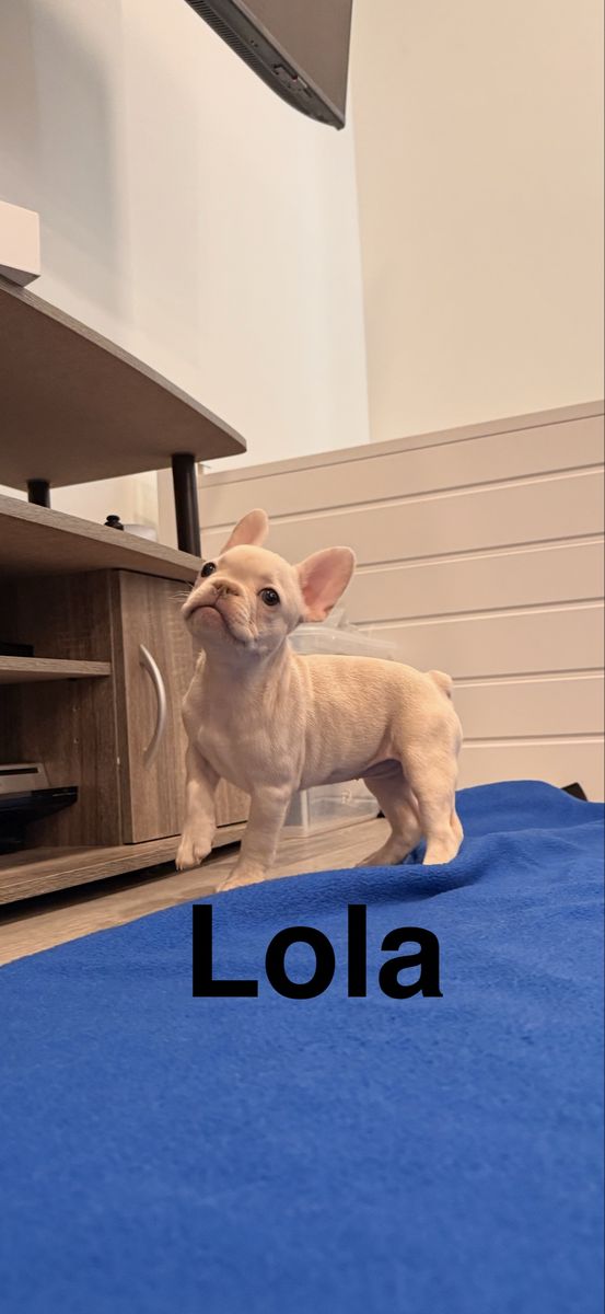 French Bulldog Puppies