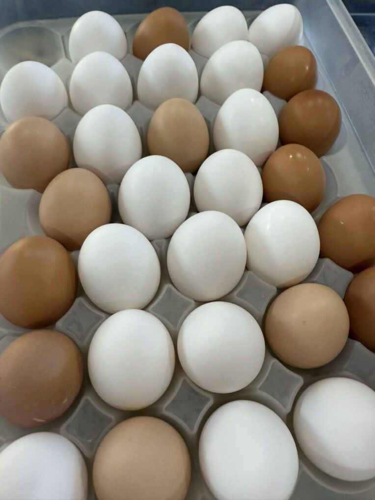 Fresh Eggs - $4/ Dozen