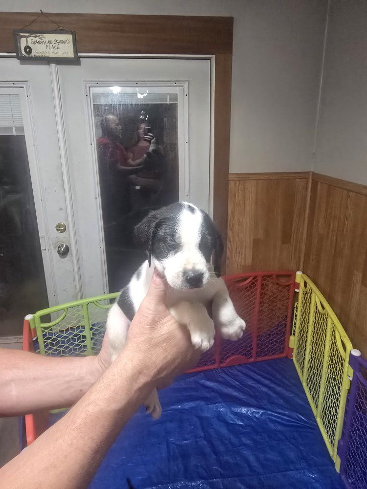 puppies