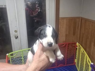 puppies