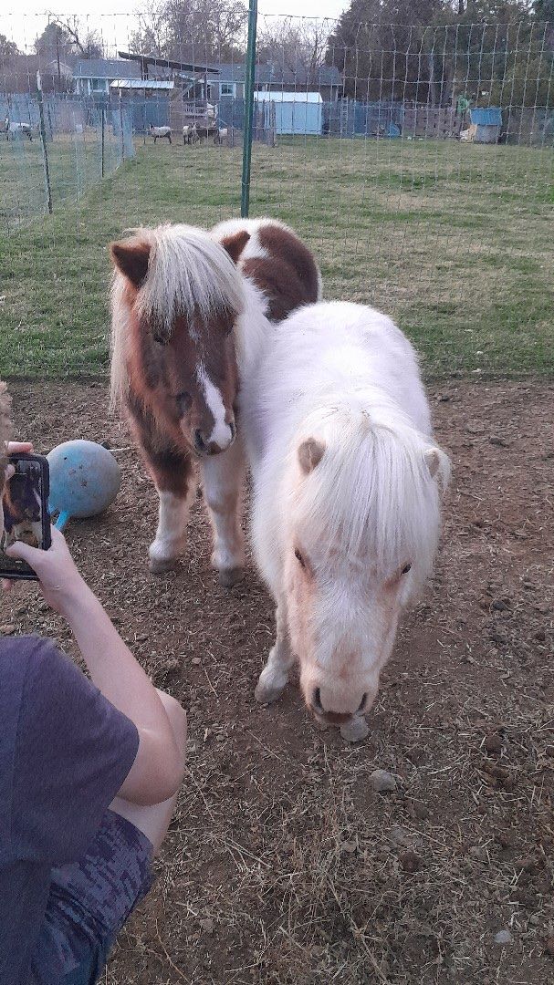 Mini Horses for Sale