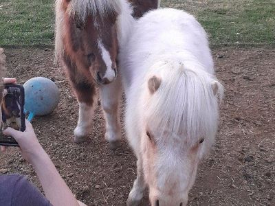 Mini Horses for Sale