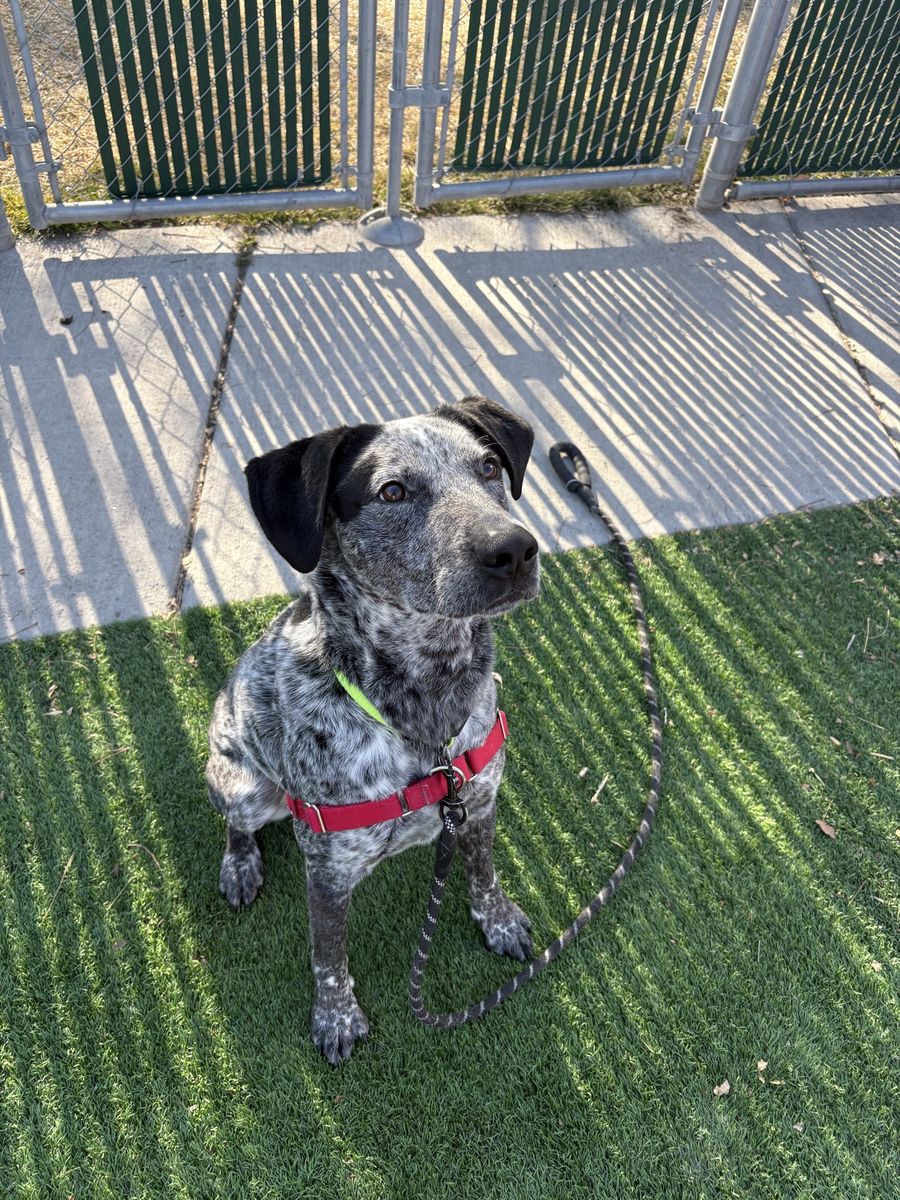 American Blue Heeler Lab Mix