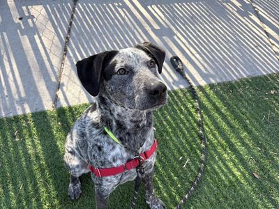 American Blue Heeler Lab Mix
