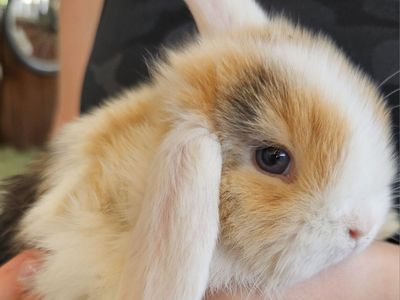 Holland lop