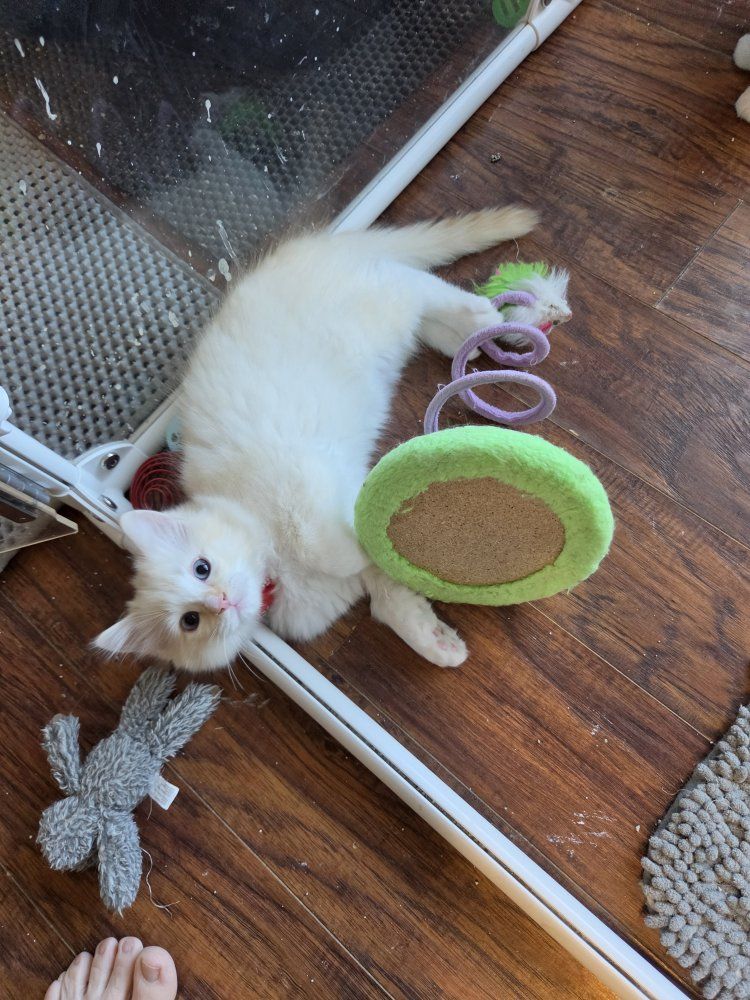 TICA ragdoll mink (cherubim) kittens