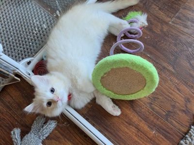 TICA ragdoll mink (cherubim) kittens