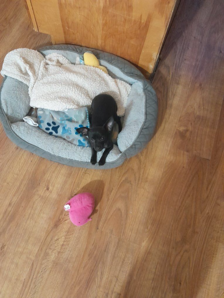 female black chihuahua puppy 5 months