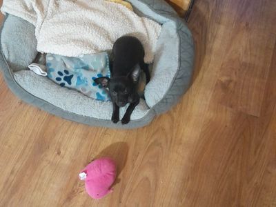 female black chihuahua puppy 5 months