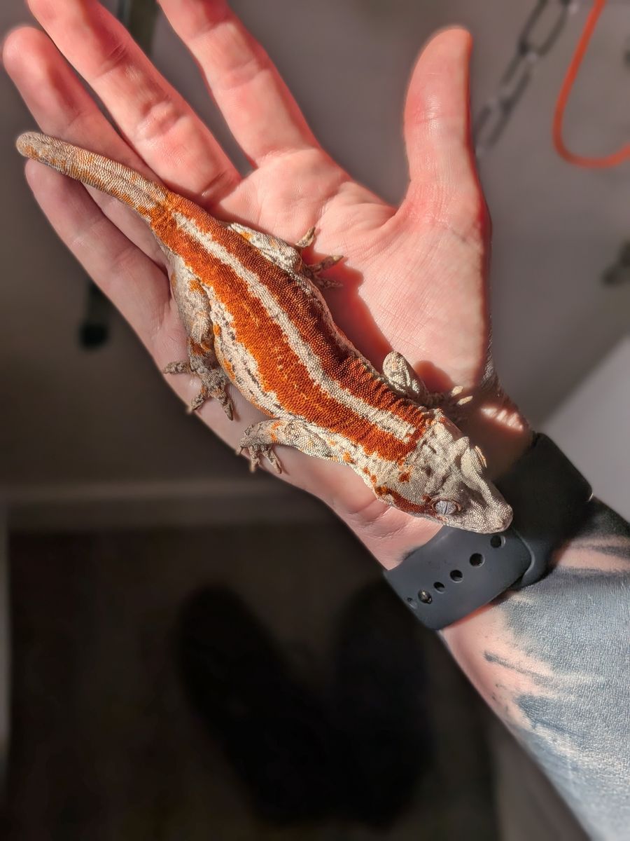 Gargoyle Gecko Female