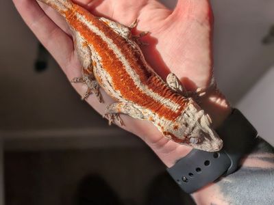 Gargoyle Gecko Female