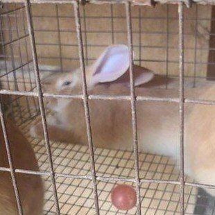 flemish giant