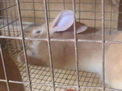 flemish giant
