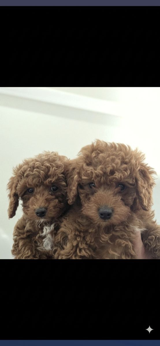 Yorkipoos