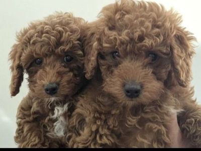 Yorkipoos