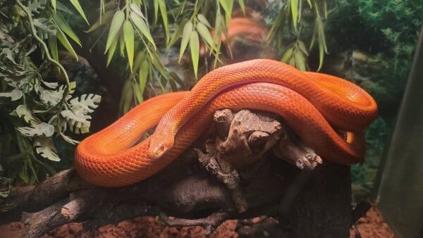 Adult Corn Snake Unique Color Markings