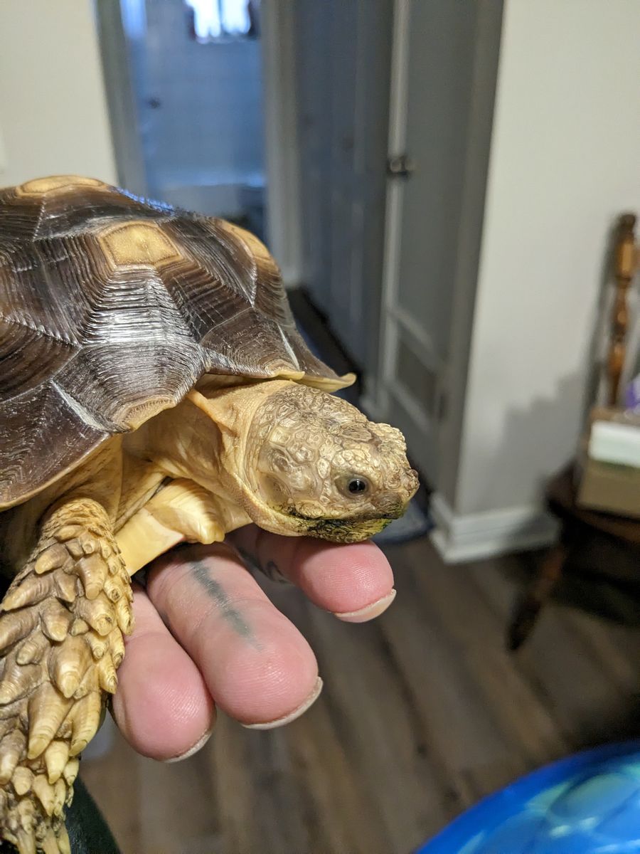 Sulcata tortoise for sale