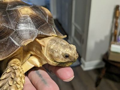 Sulcata tortoise for sale