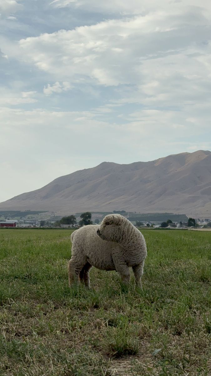 Babydoll Sheep