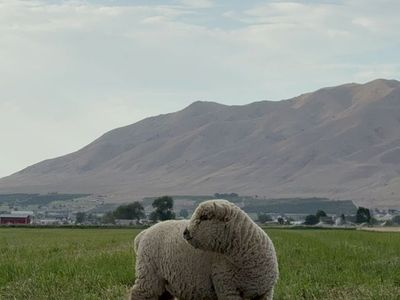 Babydoll Sheep