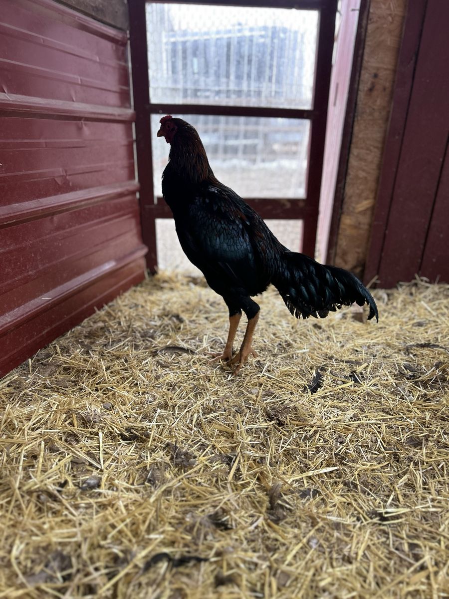 Shamo Gamefowl