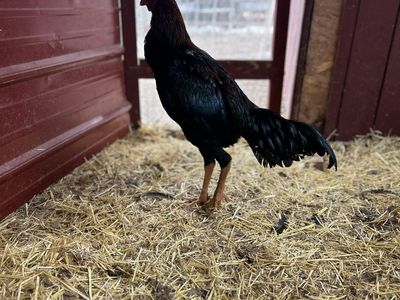 Shamo Gamefowl