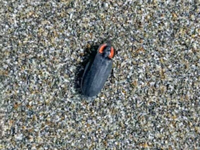 Half Acre, zoned RM in Bountiful