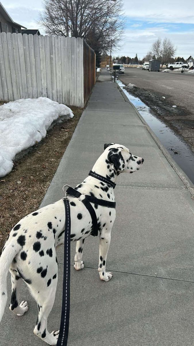 Dalmatian