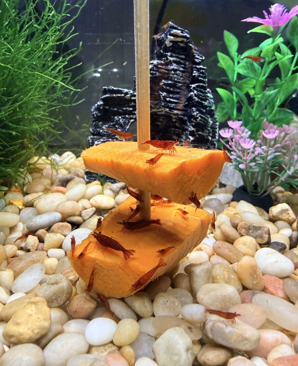 High Grade Cherry Shrimp – Healthy Juveniles