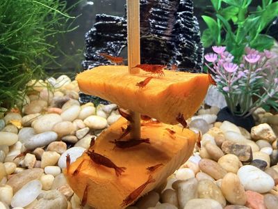 High Grade Cherry Shrimp – Healthy Juveniles
