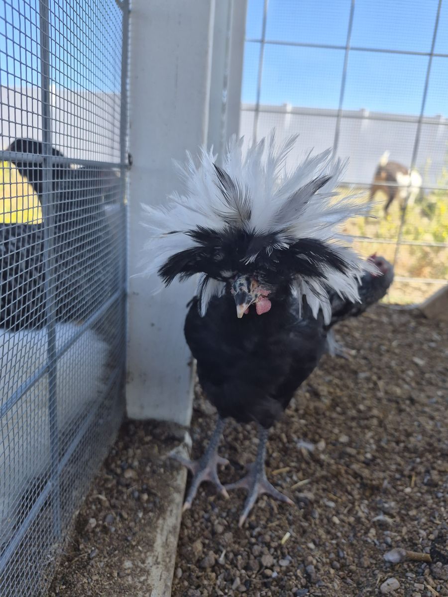 Free Polish Rooster
