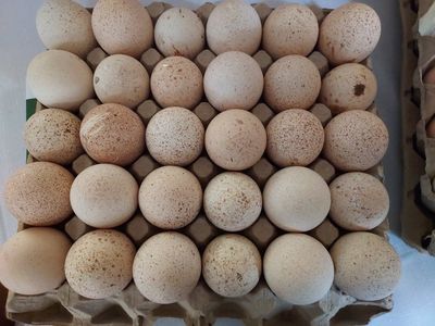 Standard (Heritage) Bronze Turkey Hatching Eggs