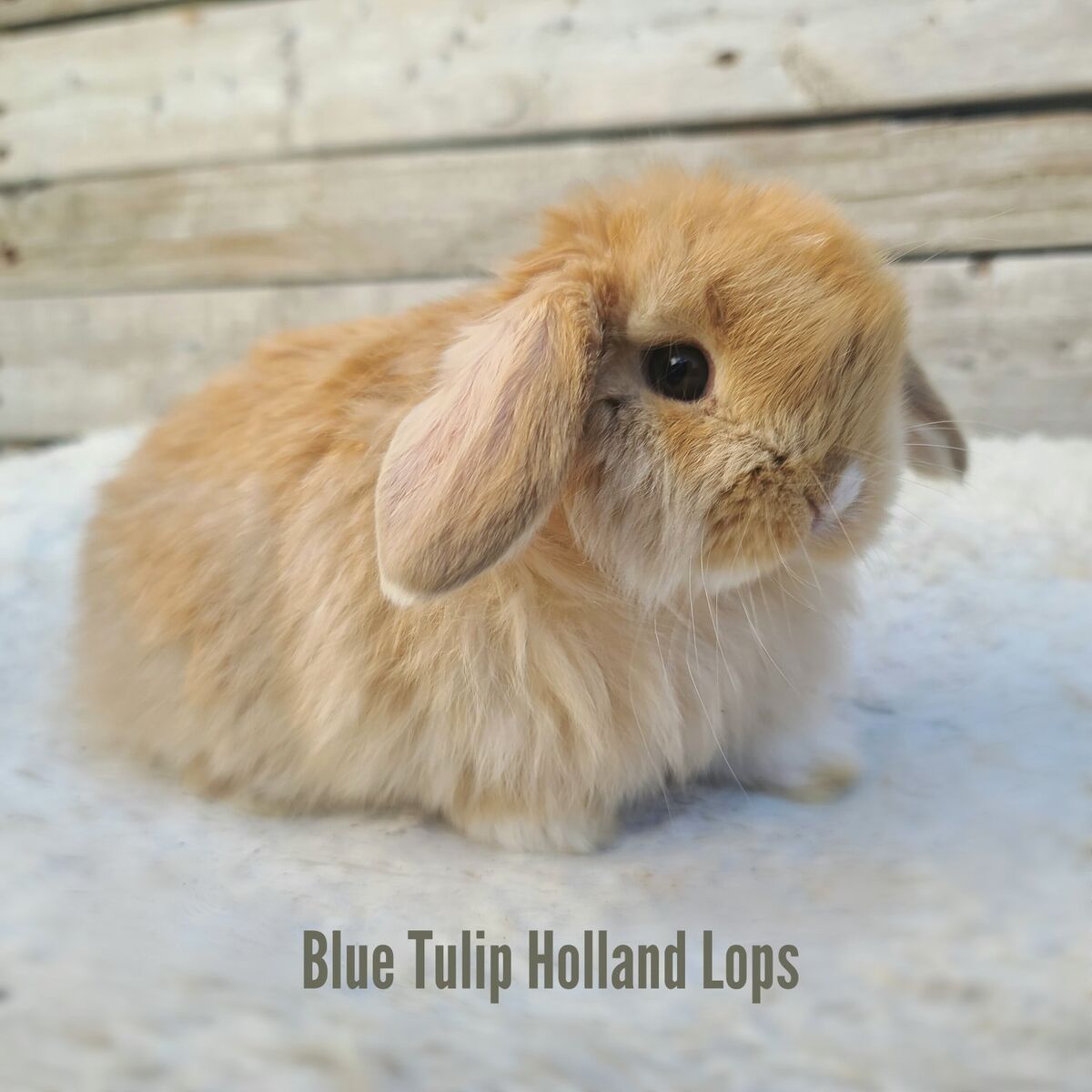 Chocolate Fox Holland Lop