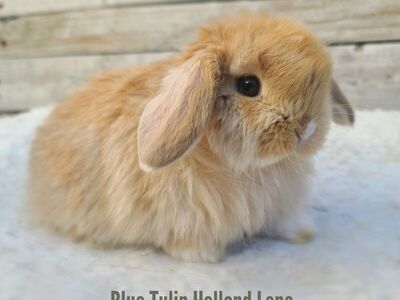 Chocolate Fox Holland Lop