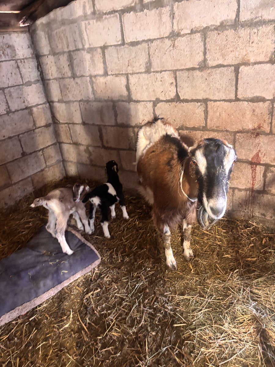 Mama Lamancha Doe With Her 2 Kids