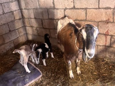 Mama Lamancha Doe With Her 2 Kids