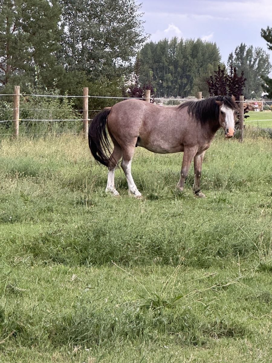 Unbroken pony