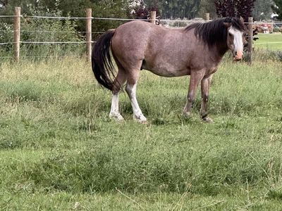 Unbroken pony