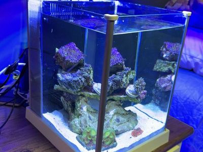 Fluval Spec 2.6 gallon pico reef tank Saltwater complete setup