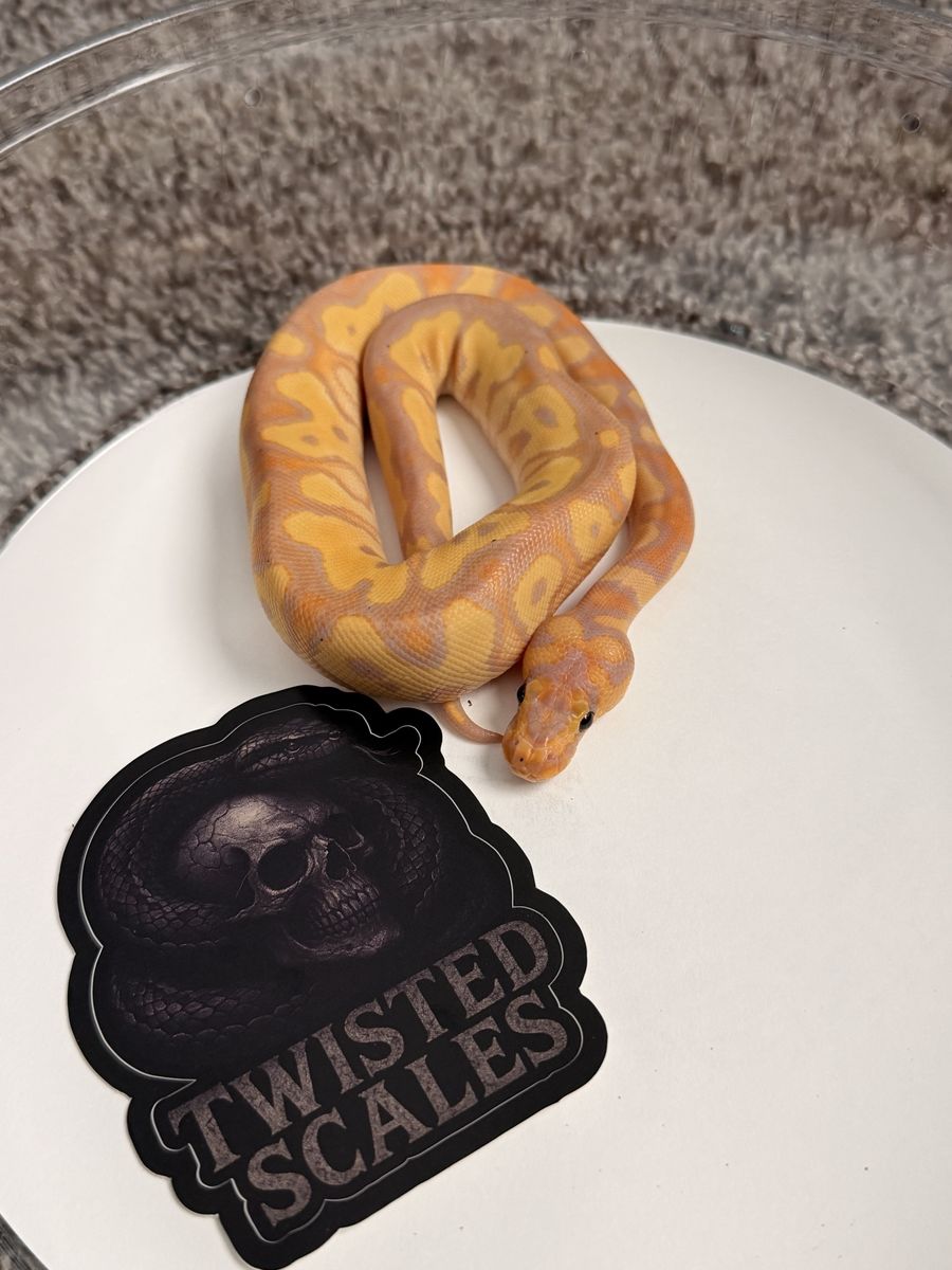 Banana Clown Ball Python