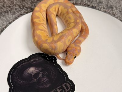 Banana Clown Ball Python