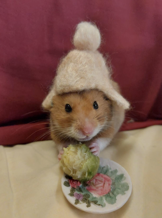 Frobo Babbins the Hamster- FREE TO GOOD HOME