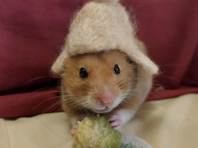 Frobo Babbins the Hamster- FREE TO GOOD HOME