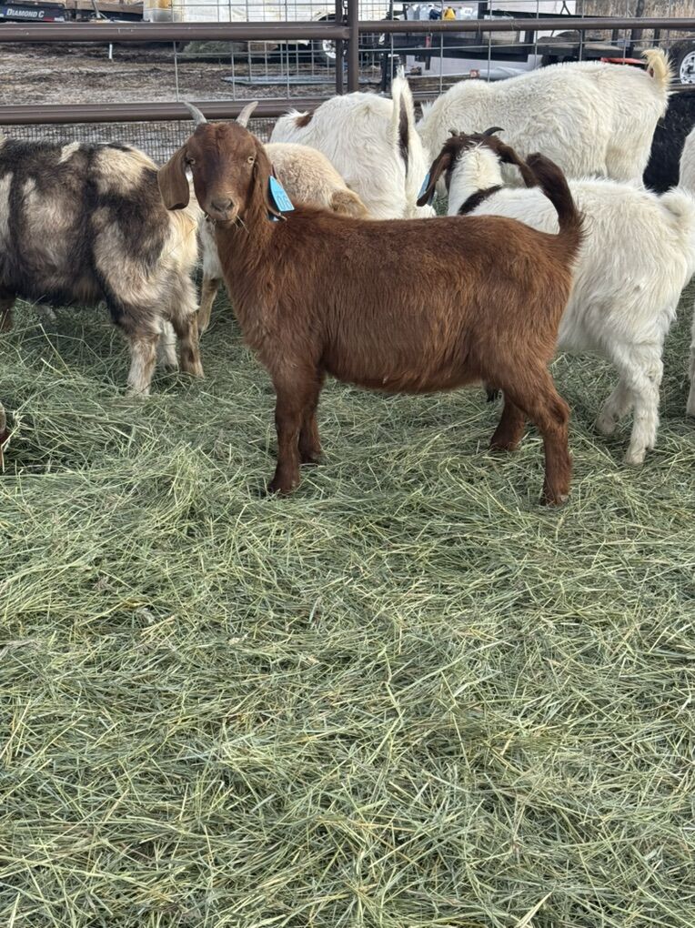 Boer Goats / Chivos