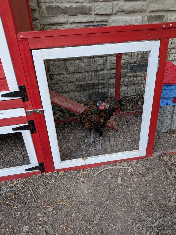 Free rooster