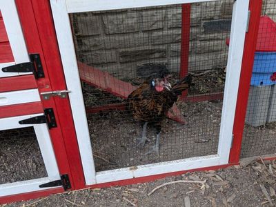 Free rooster