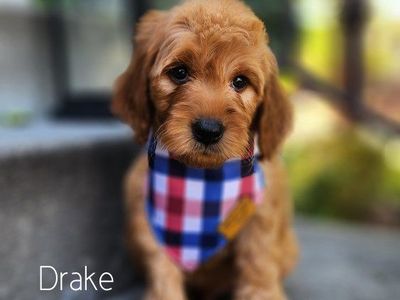 Crate Trained Mini Goldendoodle Male