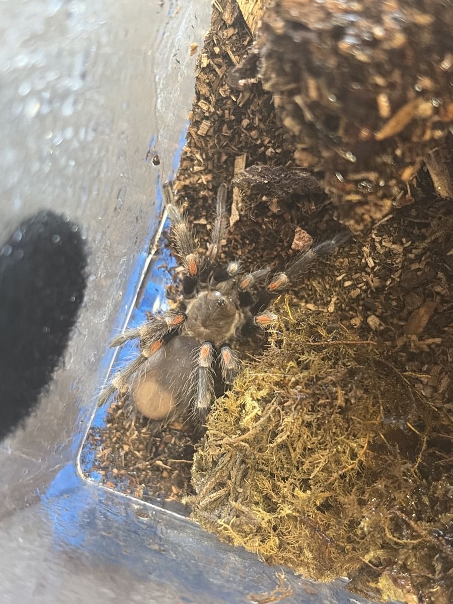 B. Auratum (Mexican Flame Knee)