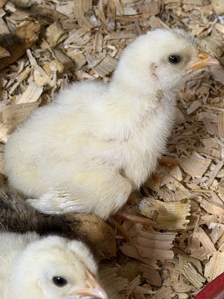 Bresse - eggs, chicks, pullets